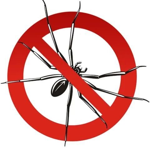 Spider Control Services