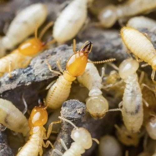 Termite Control Services