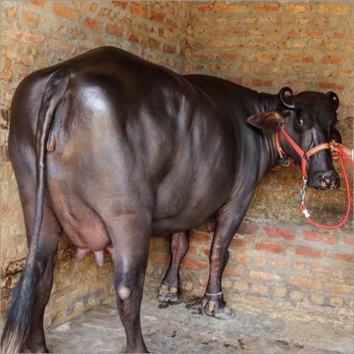 Murrah Buffalo Breed