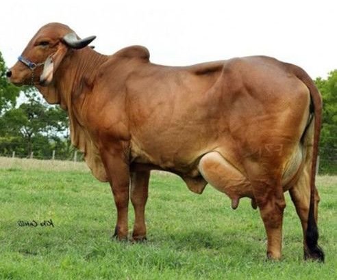 Brown Gir Cow