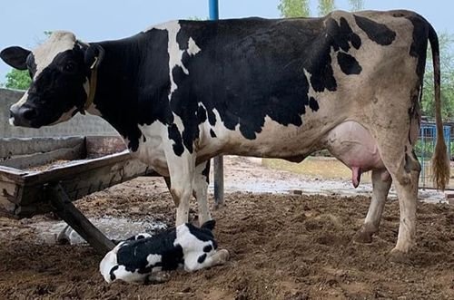 HF Breed Cow