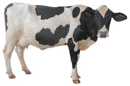 HF Cows & Calves