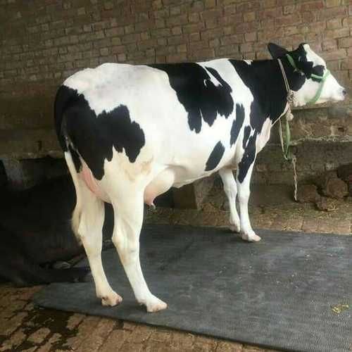 Indian HF Cow