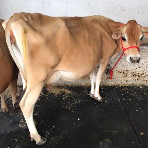Jersey Cow Breed