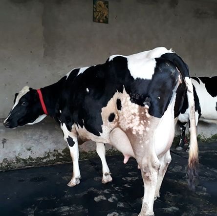 Pure Milking HF Cow