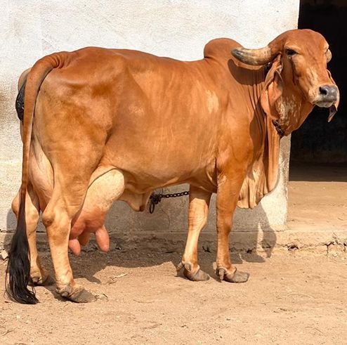 Sahiwal Cow Breed