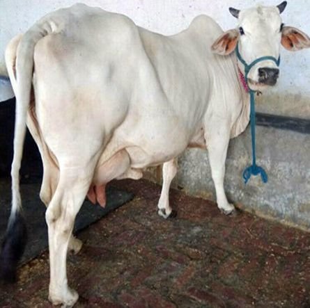 Tharparkar Cow Breed