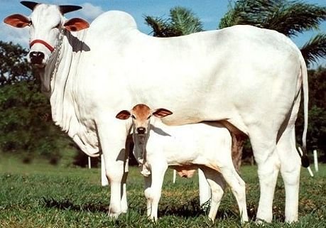 Female Tharparkar Calf