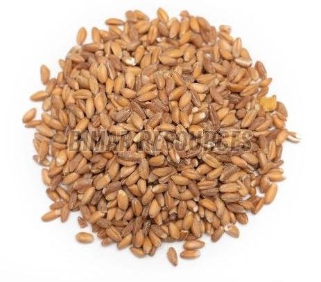 Wheat Grain