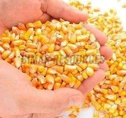 Yellow Corn
