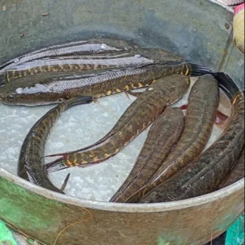 Fresh Murrel Fish
