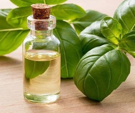 Turmeric Leaf Oil