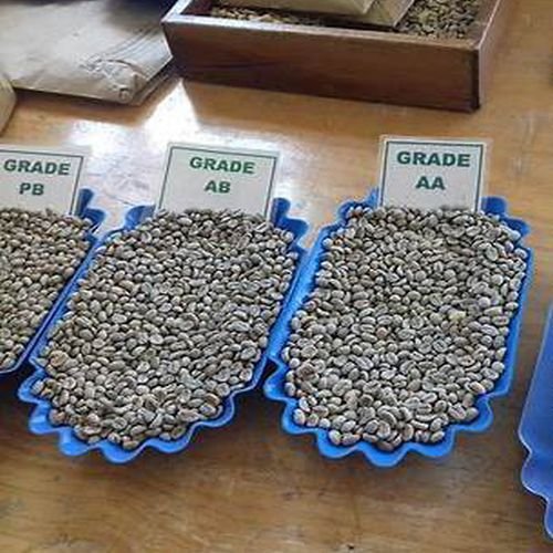 Export Grade Coffee Beans