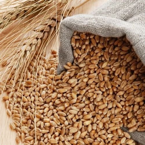 Clean Wheat Grains