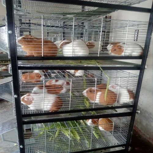 Rabbit Cage