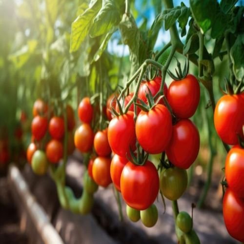 Fresh Red Tomatoes