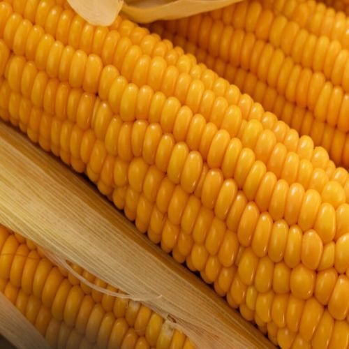 Yellow Maize Corn