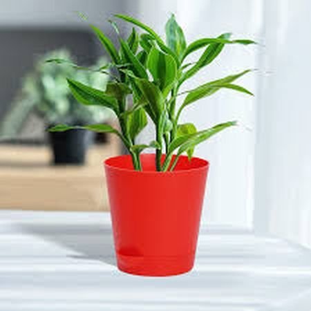 6 Inch Self Watering Titan Flower Pot