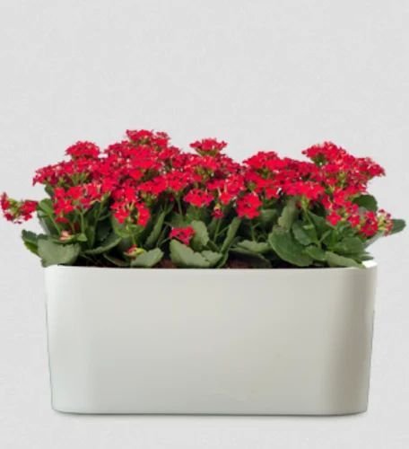 White Florida Indoor Planter