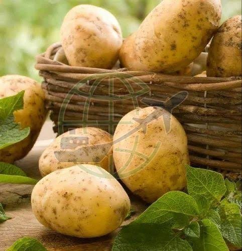 A Grade Fresh Potato