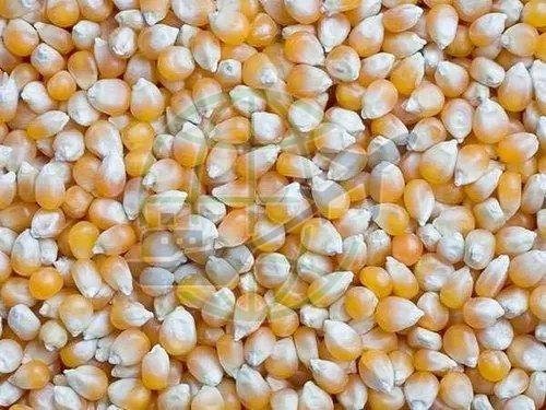 Corn Seeds