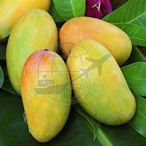 Fresh Indian Kesar Mango