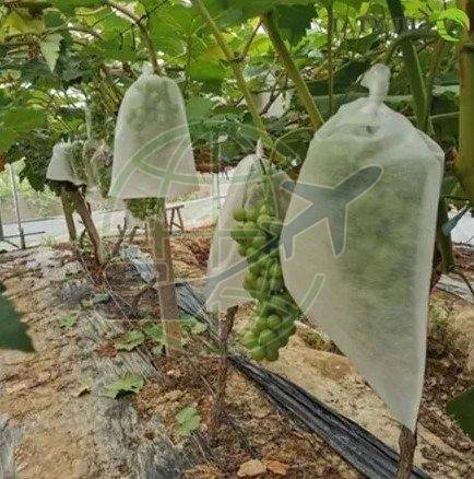 Non Woven Fruit Protection Bag