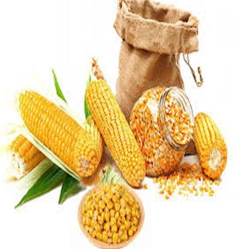 Dried Yellow Corn Maize