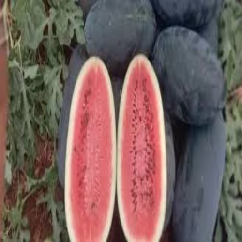 Kiran Water Melon