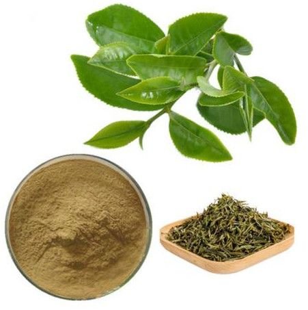 Green Tea Extract