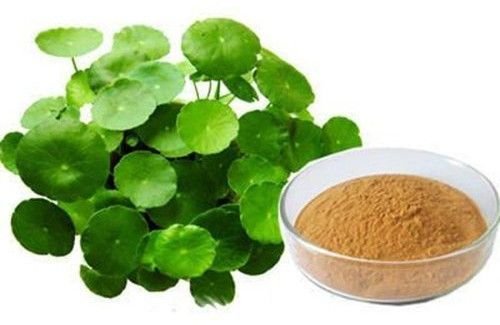 Bacopa Monnieri Herbal Extract Powder