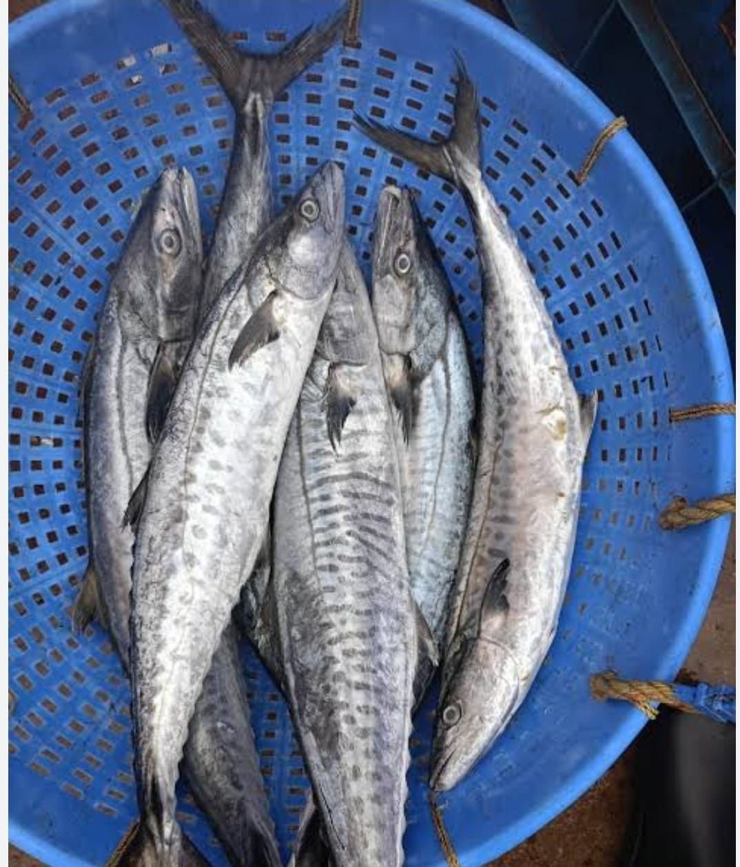 Frozen King Fish
