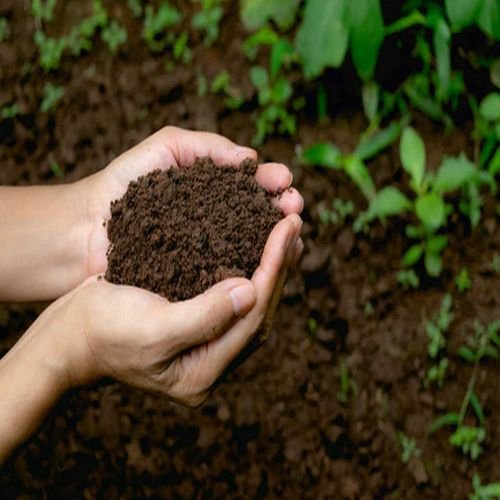 Organic Cow Dung Fertilizer