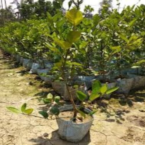 Juicy Lemon Live Plants