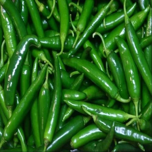 Bhavnagri Fresh Green Chilli
