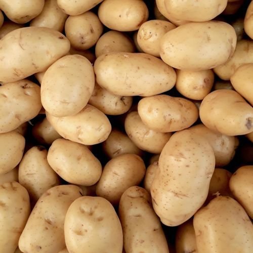 A Grade Fresh Potato