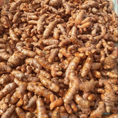 Organic Turmeric Finger Organic Turmeric Finger