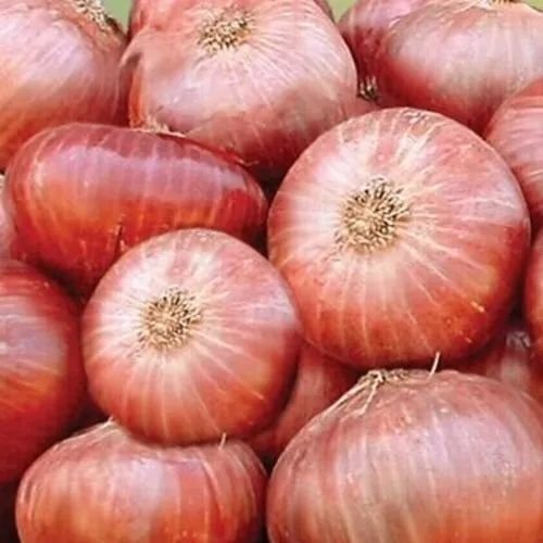 Fresh Pink Onion Fresh Pink Onion