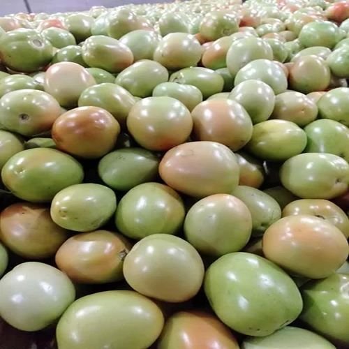 Fresh Green Tomato