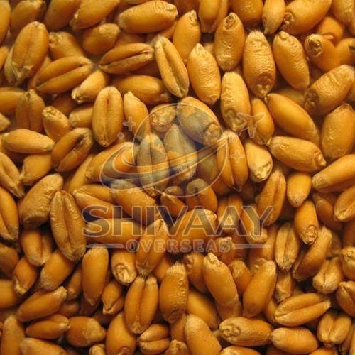 Premium Quality Wheat