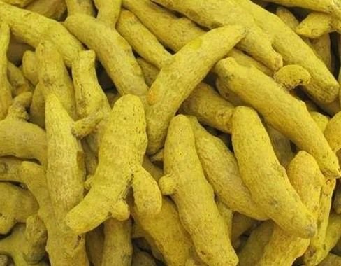Curcuma Longa Turmeric Finger