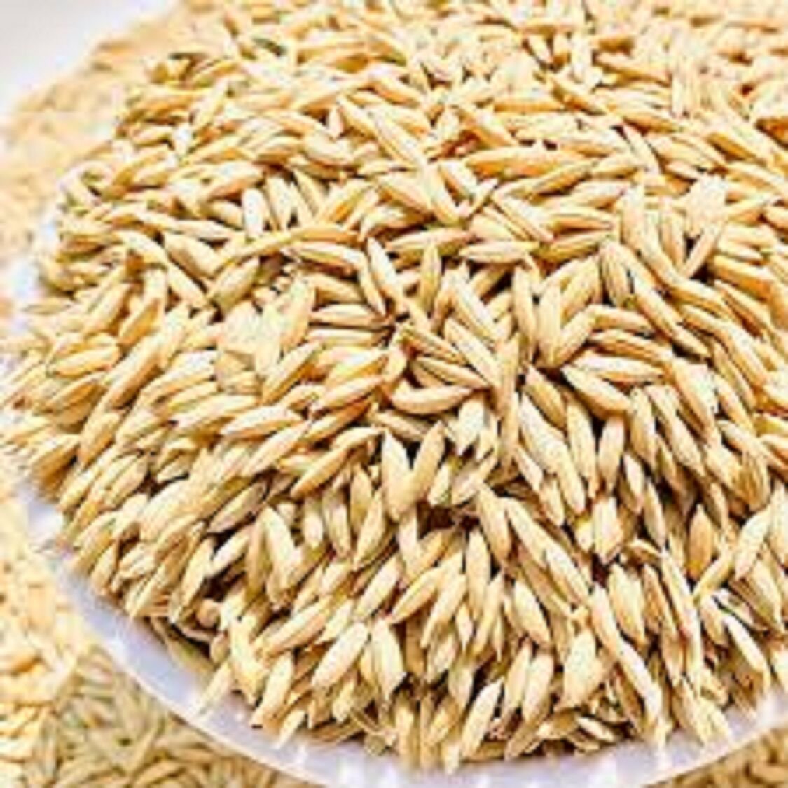 Hybrid Paddy Seeds