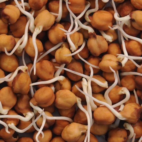Dehydrated Chana Sprouts