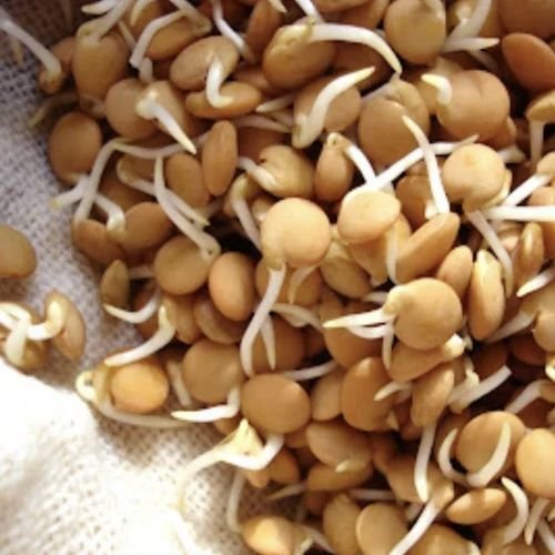 Dehydrated Masoor Sprouts