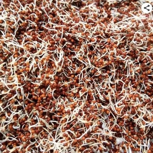Dehydrated Ragi Sprouts