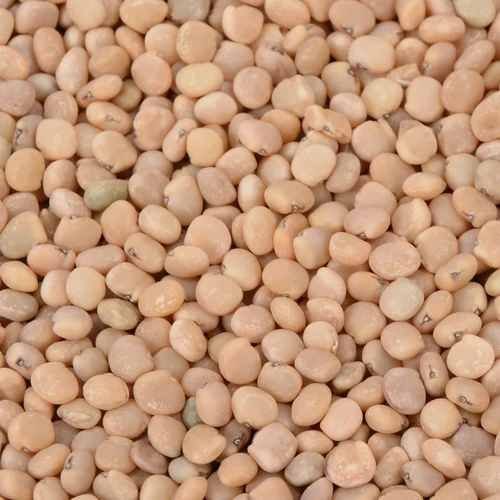 Guar Gum Seed