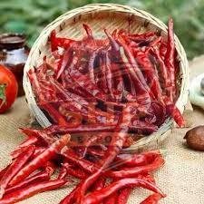 Guntur Dry Red Chilli