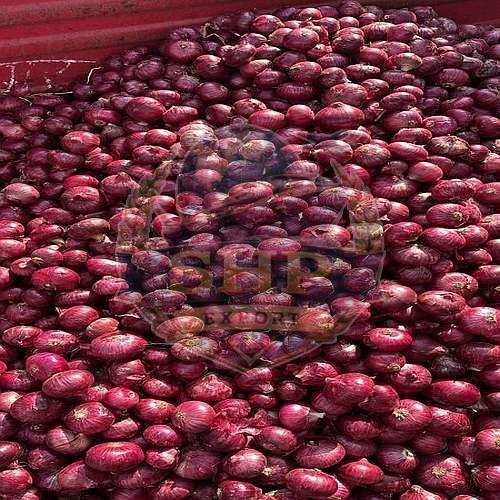 Nashik Fresh Red Onion