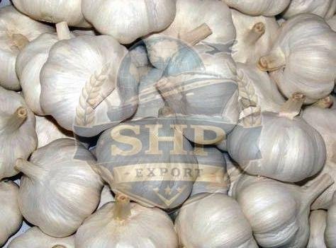 Natural Fresh Garlic