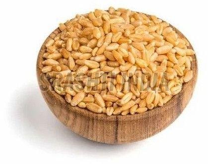 Premium Wheat Seeds